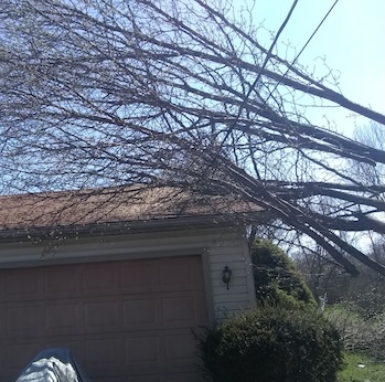 tree branches leaning on the house while touching the powerline