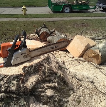 chainsaw on tree trunk