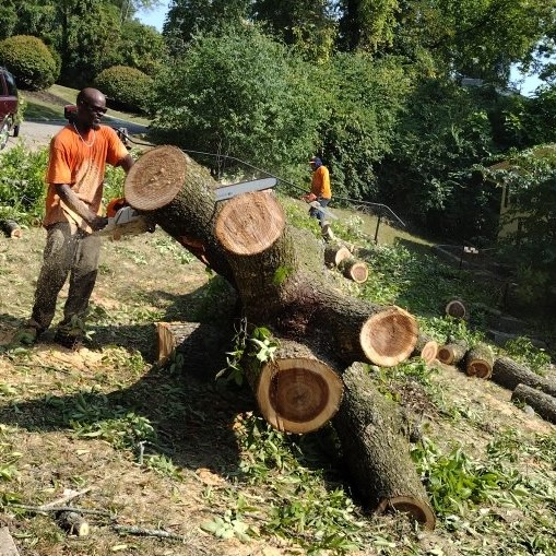 tree trunk being cut down