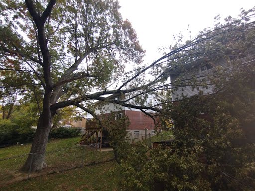 tree branches on the house