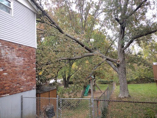 tree branches touching the house