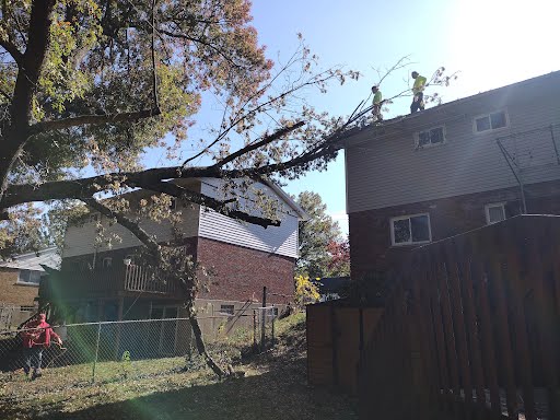 tree branches being trimmed