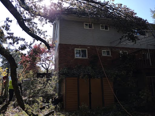 tree over the house