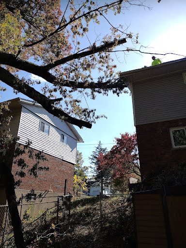 trimming tree branches